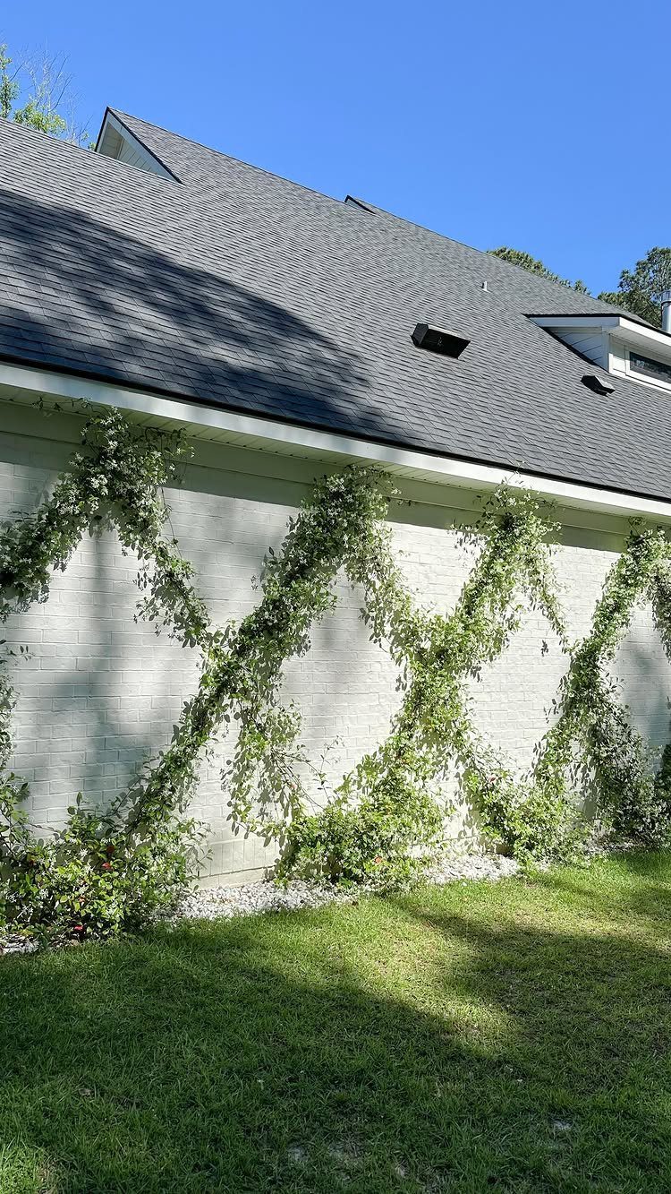 Climbing green vines arranged in a diamond trellis pattern against a light brick wall.