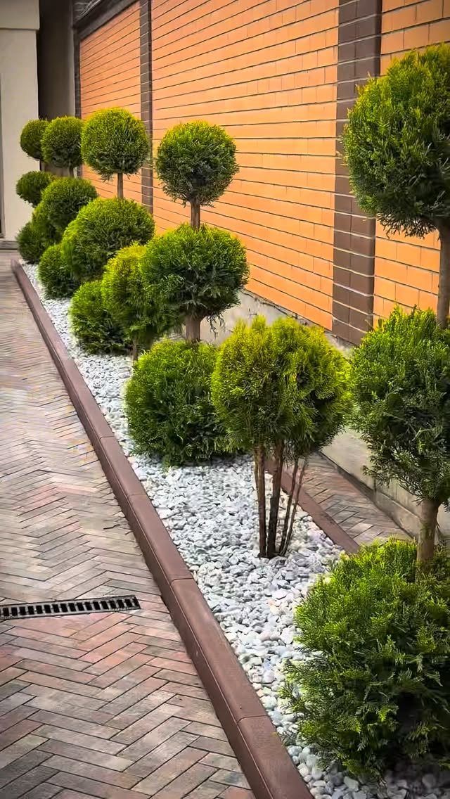 Manicured green topiary shrubs planted in a bed of white decorative stones along a brick wall.
