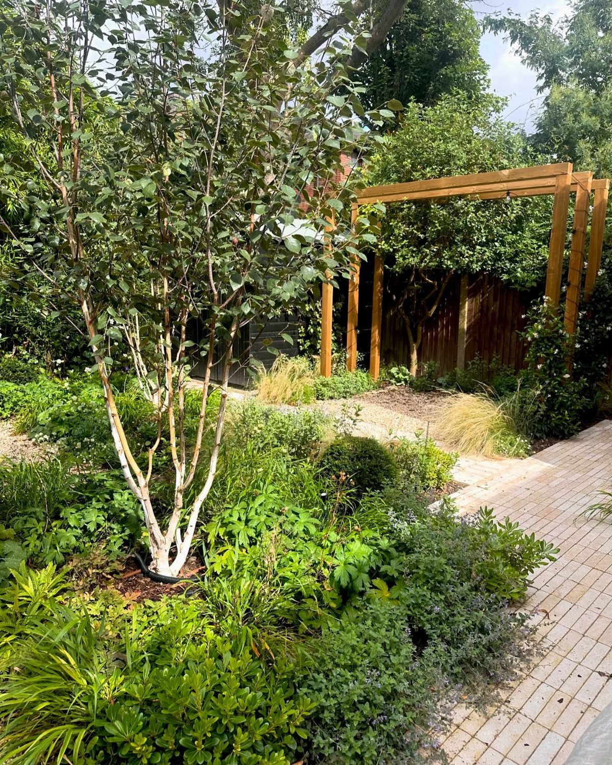 White-barked birch tree and green shrubs planted near a wooden pergola and brick walkway.