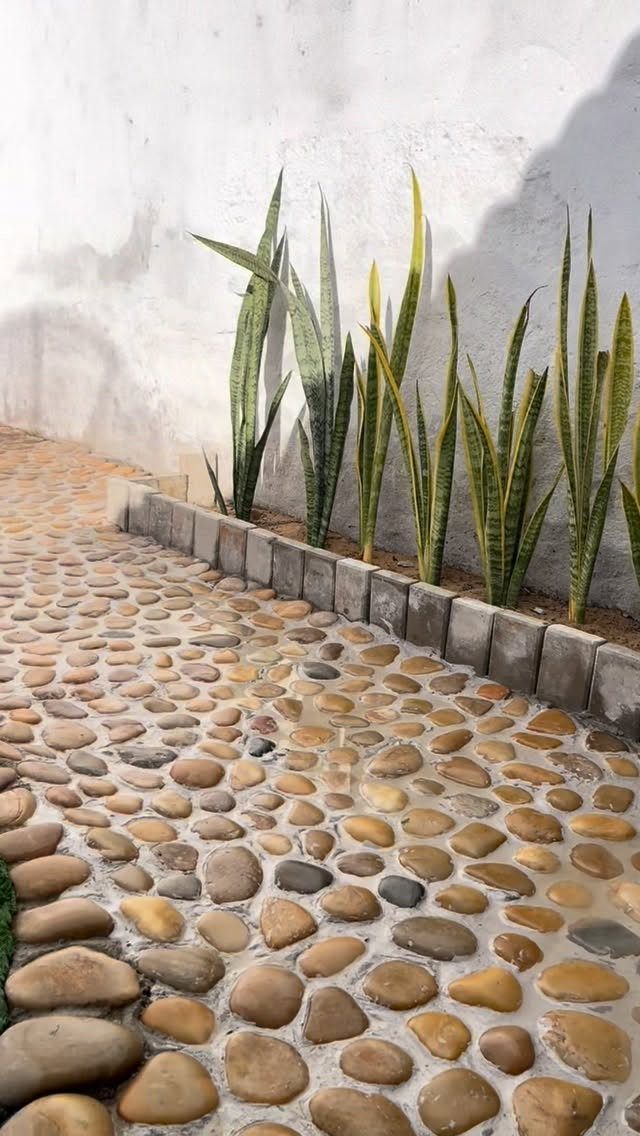 A pathway of smooth river pebbles embedded in concrete bordered by snake plants and a white wall.