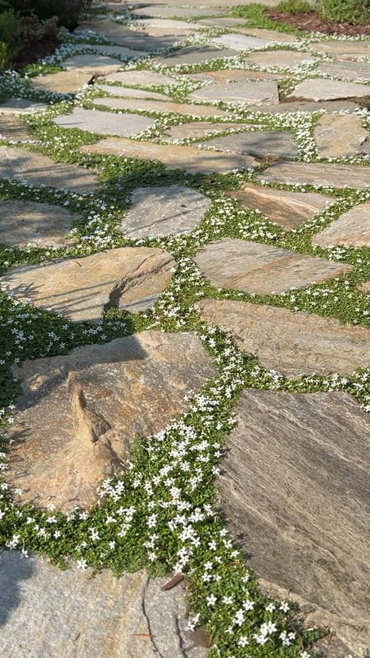 Flagstone walkway with small green plants and white flowers growing in the crevices between stones.