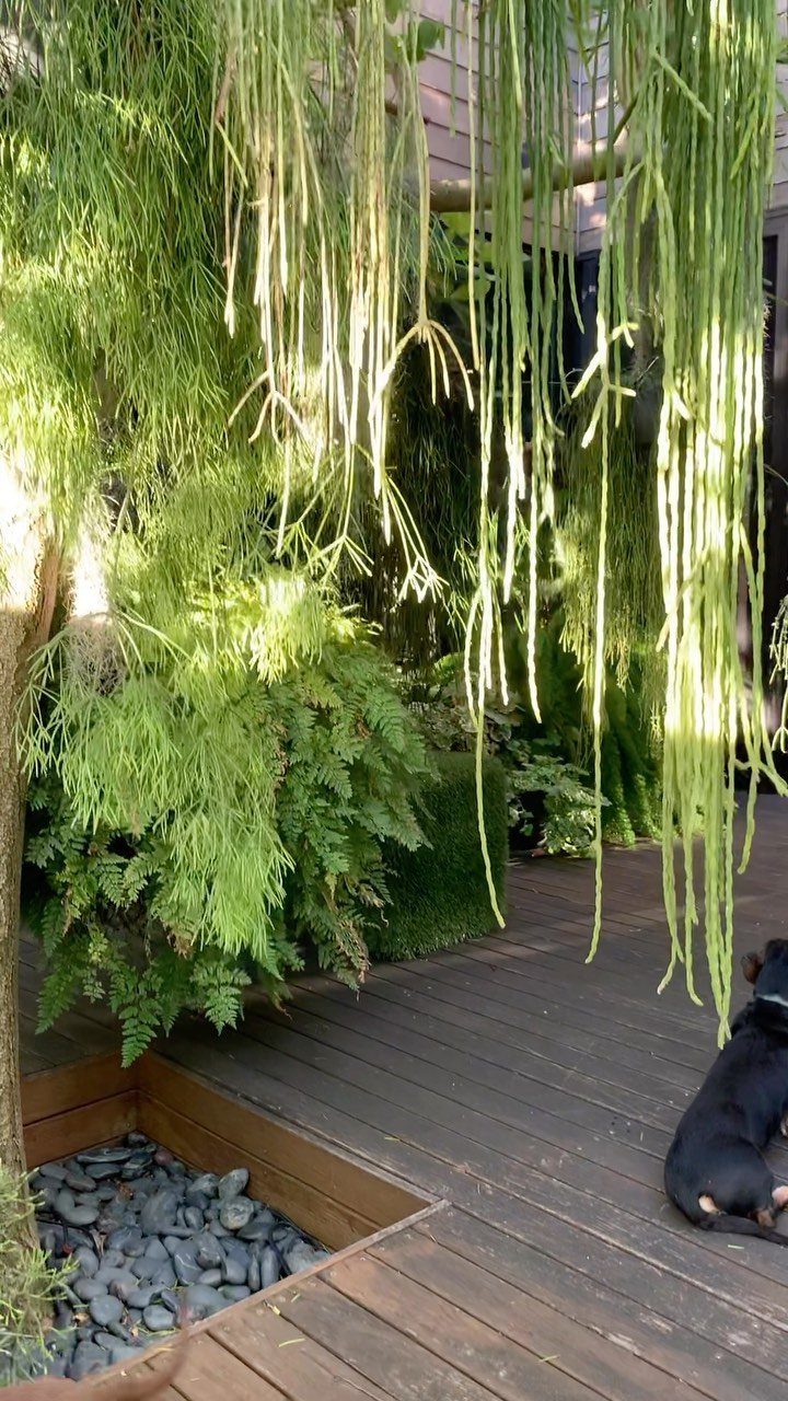 Green plants and long trailing vines hanging over a wooden deck with a stone-filled planter.