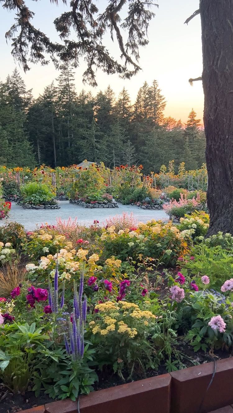 7 Easy Landscaping Ideas for a Cleaner, Lower-Maintenance Yard 2 Colorful perennial flowers blooming in a lush garden bed with a forest background at sunset.
