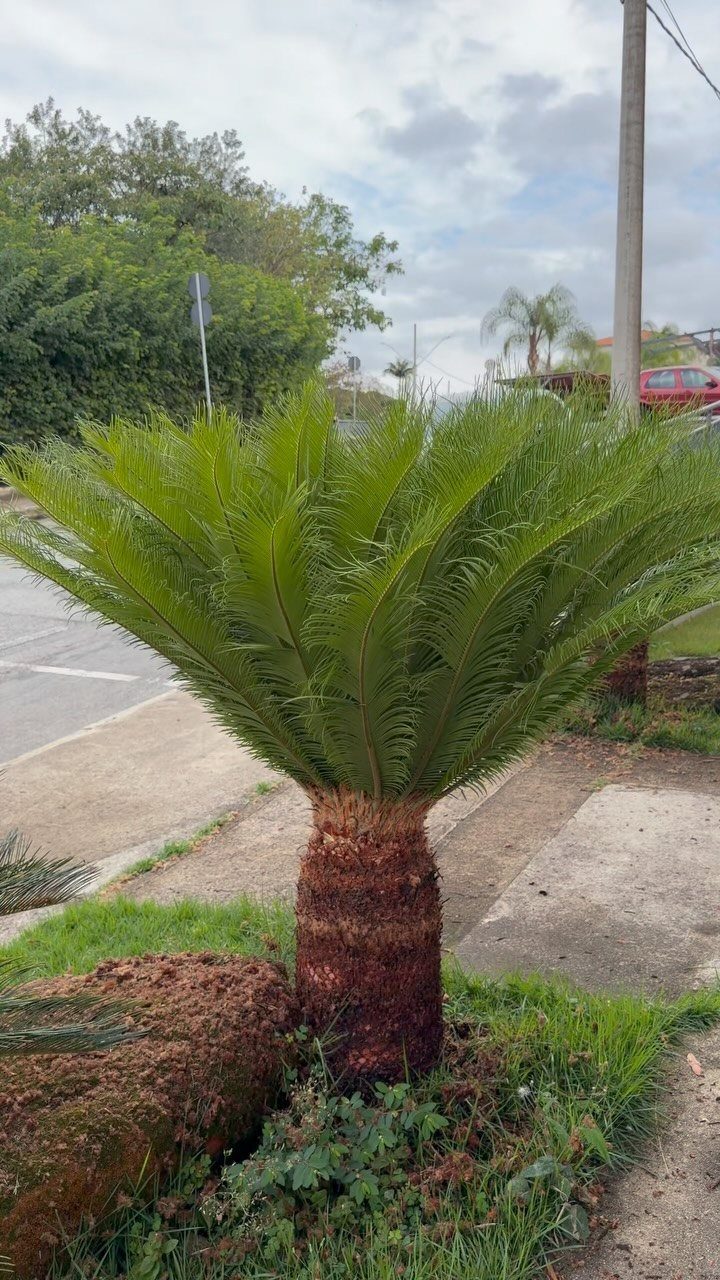 7 Easy Landscaping Ideas for a Cleaner, Lower-Maintenance Yard 7 A green sago palm with a thick textured trunk growing in a small outdoor garden bed.