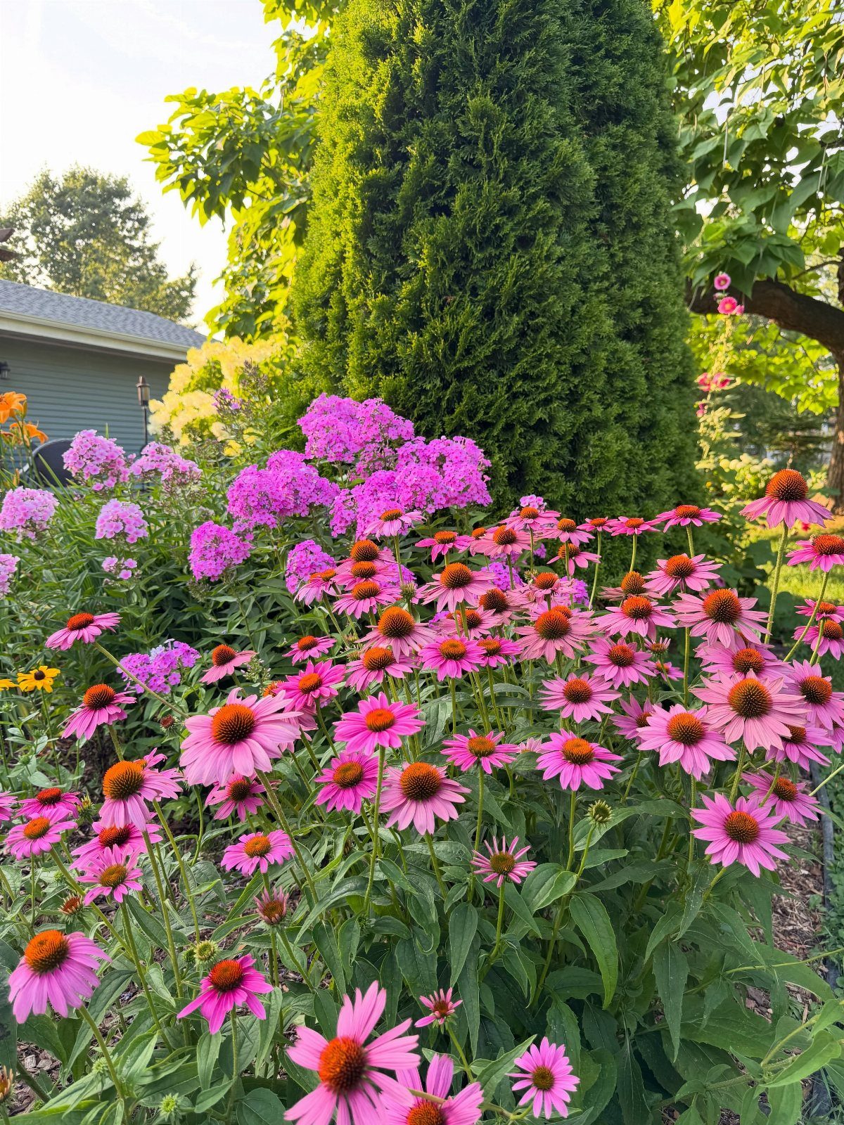 7 Easy Landscaping Ideas for a Cleaner, Lower-Maintenance Yard 4 Pink coneflowers and magenta flowers blooming in a lush garden bed next to a tall evergreen tree.