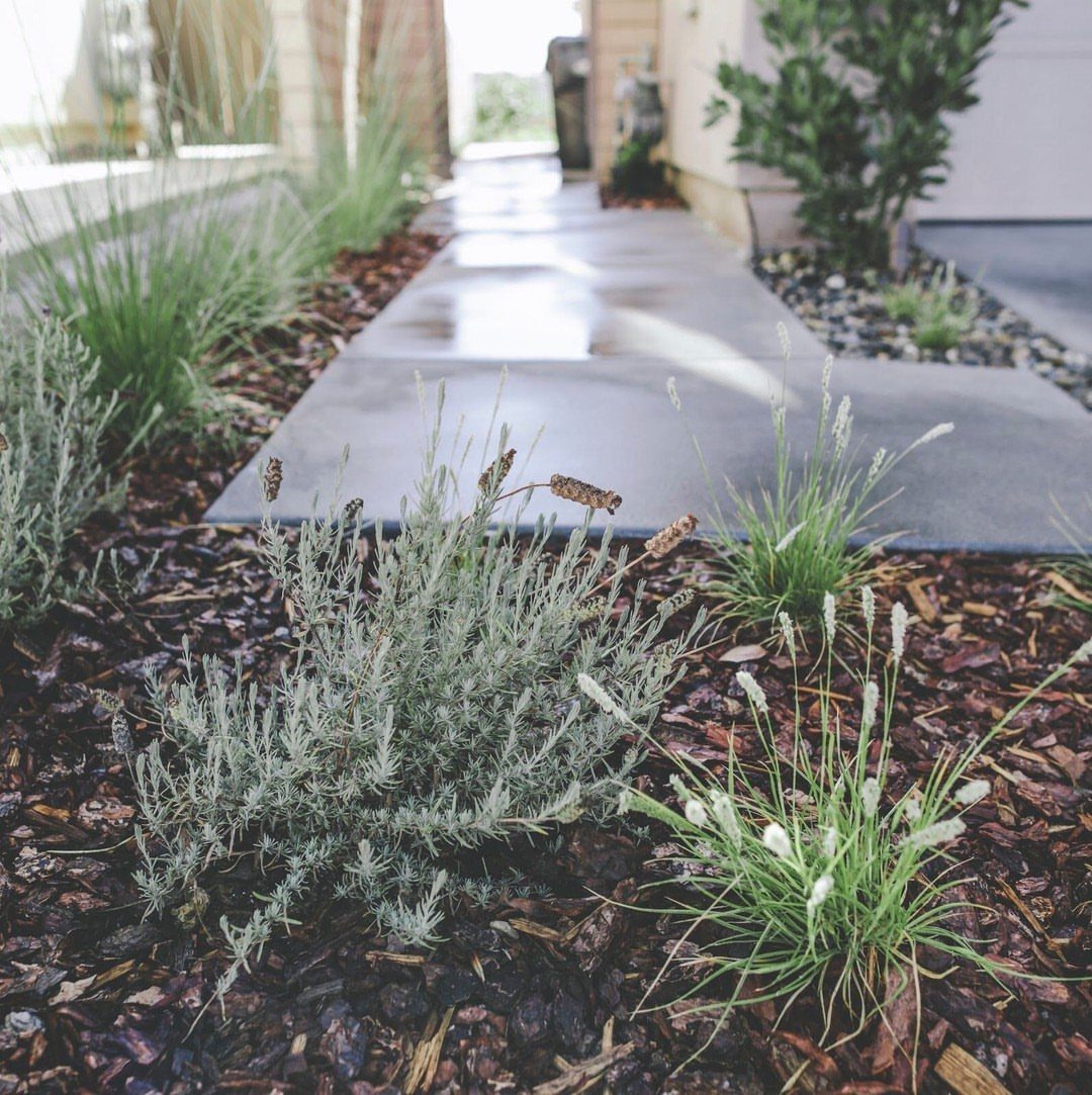 7 Easy Landscaping Ideas for a Cleaner, Lower-Maintenance Yard 1 Small green plants and silvery shrubs growing in dark wood mulch beside a stone walkway.