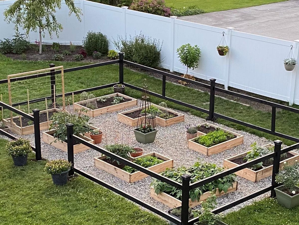 Raised wooden garden beds with green plants arranged inside a black metal fence on gravel.