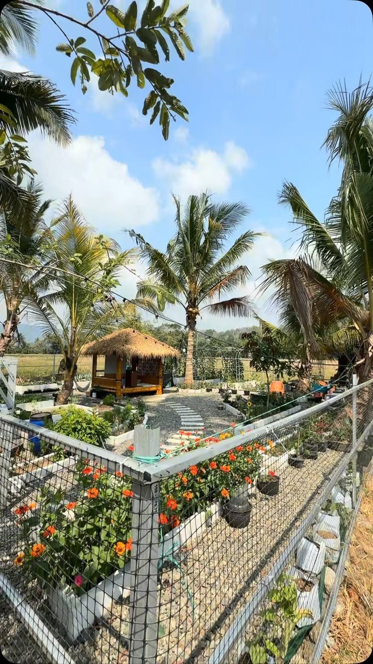 A metal mesh garden fence with orange flowers in white planters under palm trees.