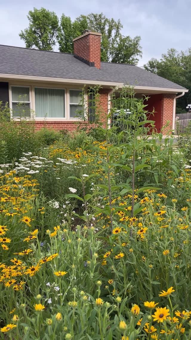 Yellow and white wildflowers growing densely in a garden bed in front of a brick house.
