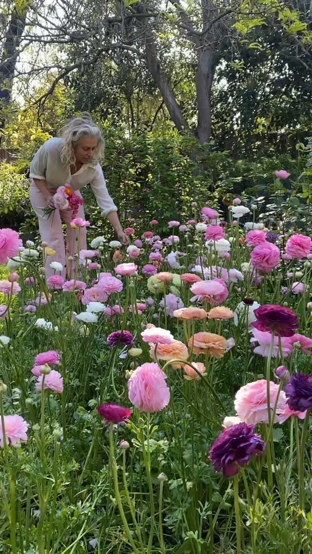 Garden Ideas: 12 Plants and Layouts for 2026 6 A woman tending to a vibrant garden bed filled with colorful blooming ranunculus flowers.