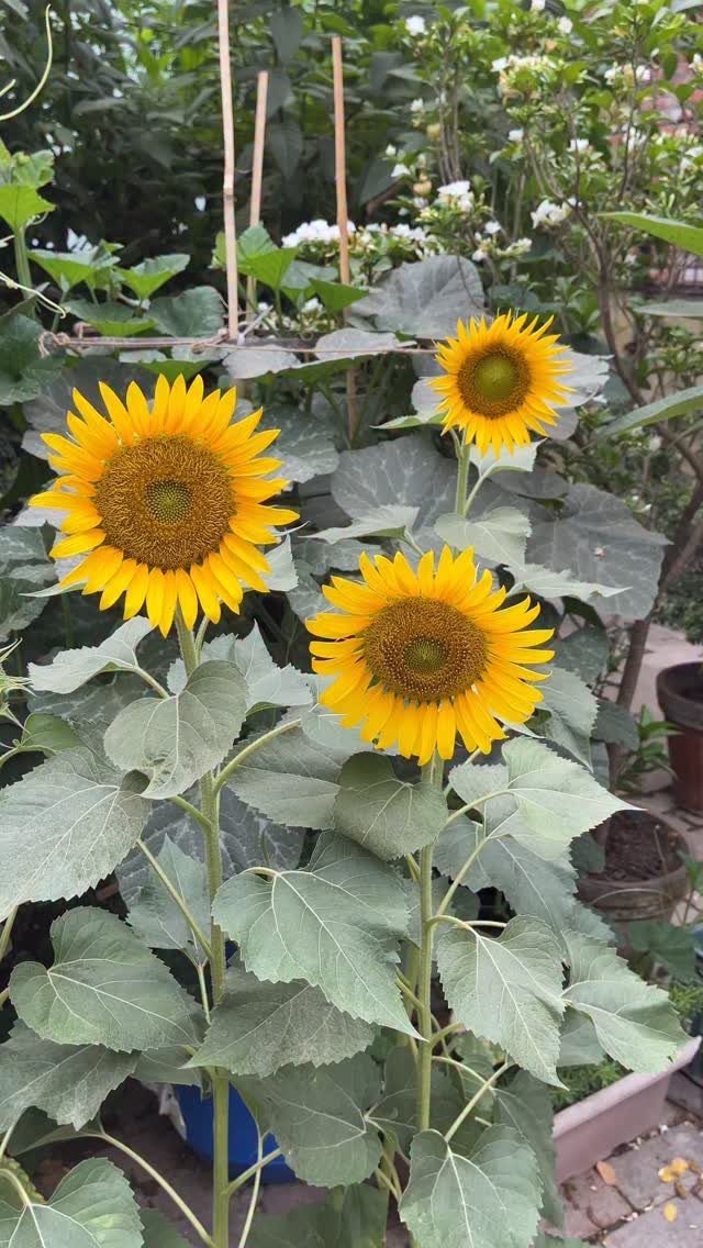 Garden Ideas: 12 Plants and Layouts for 2026 7 Three vibrant yellow sunflowers blooming amidst lush green garden foliage and leaves.
