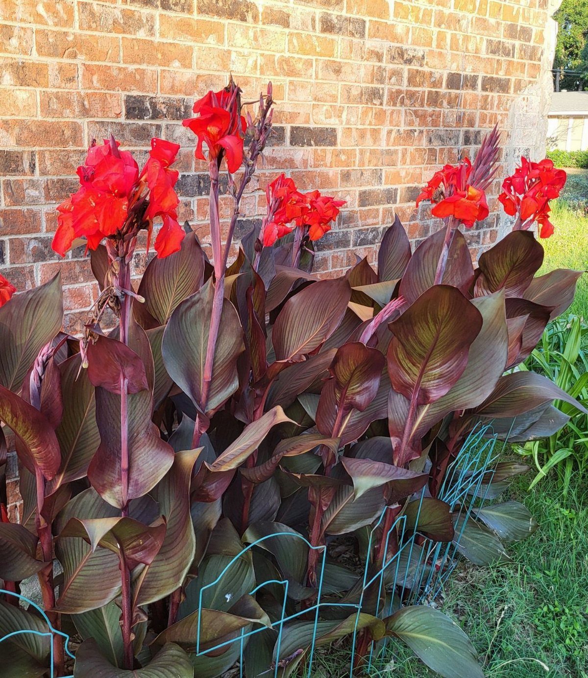 Garden Ideas: 12 Plants and Layouts for 2026 1 Red canna lily flowers with large dark burgundy leaves growing against a brick wall.