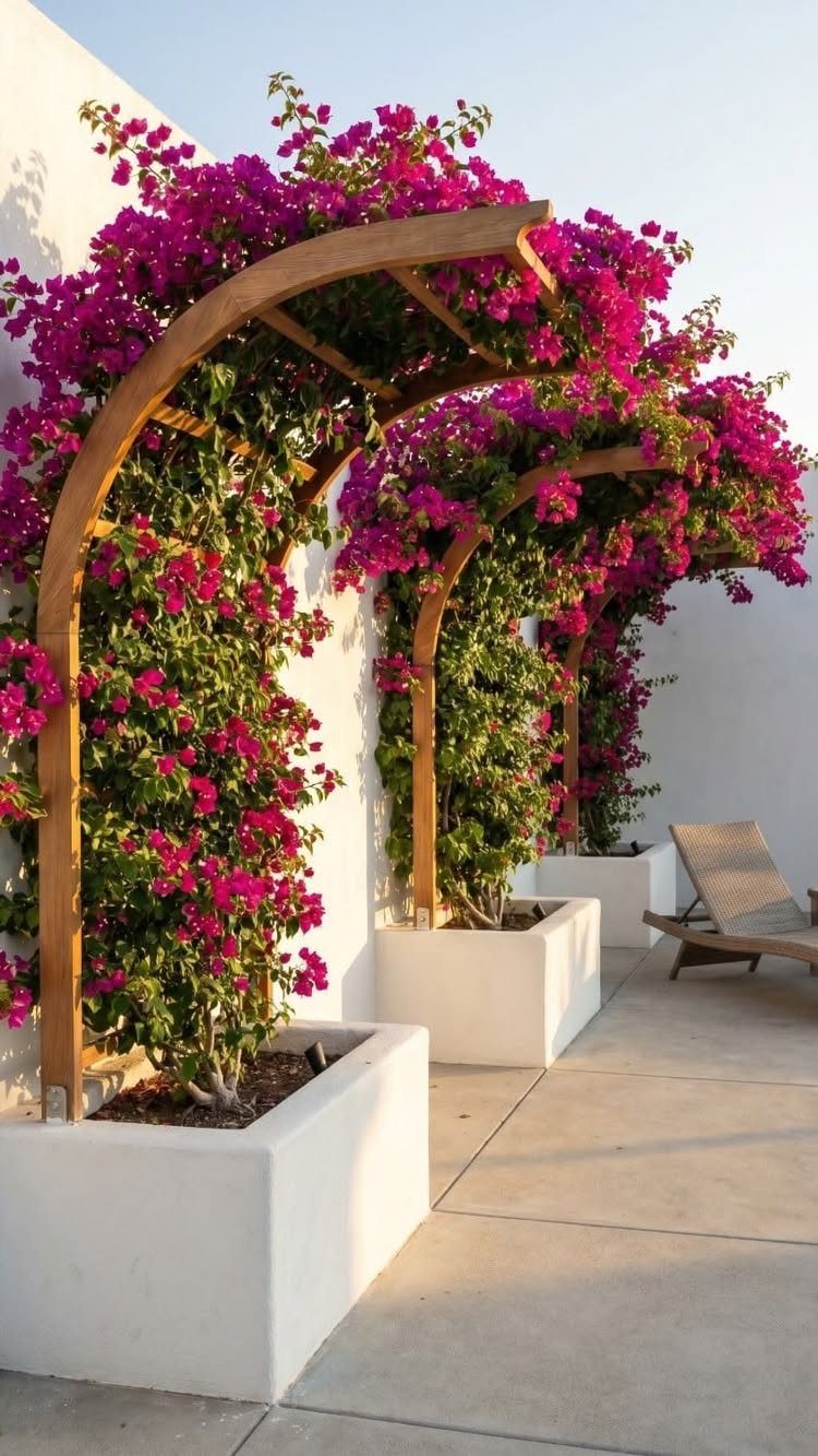 Garden Ideas: 12 Plants and Layouts for 2026 5 Pink bougainvillea climbing over wooden arched trellises in white rectangular planters on a patio.