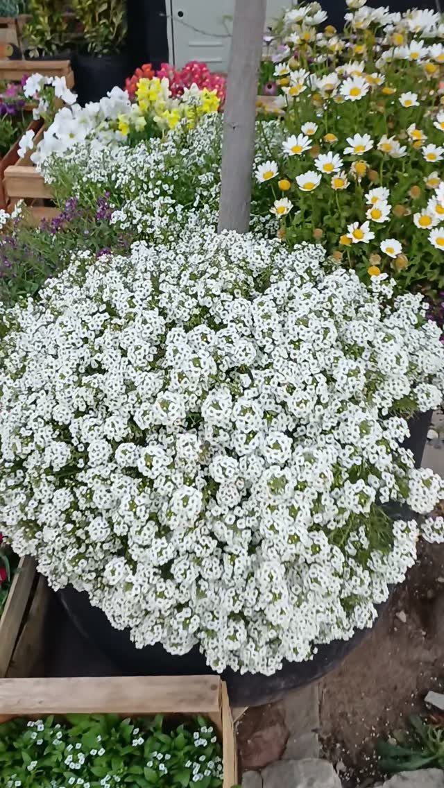 Garden Ideas: 12 Plants and Layouts for 2026 4 Small white flowers blooming densely in a dark container surrounded by daisies and other garden plants.
