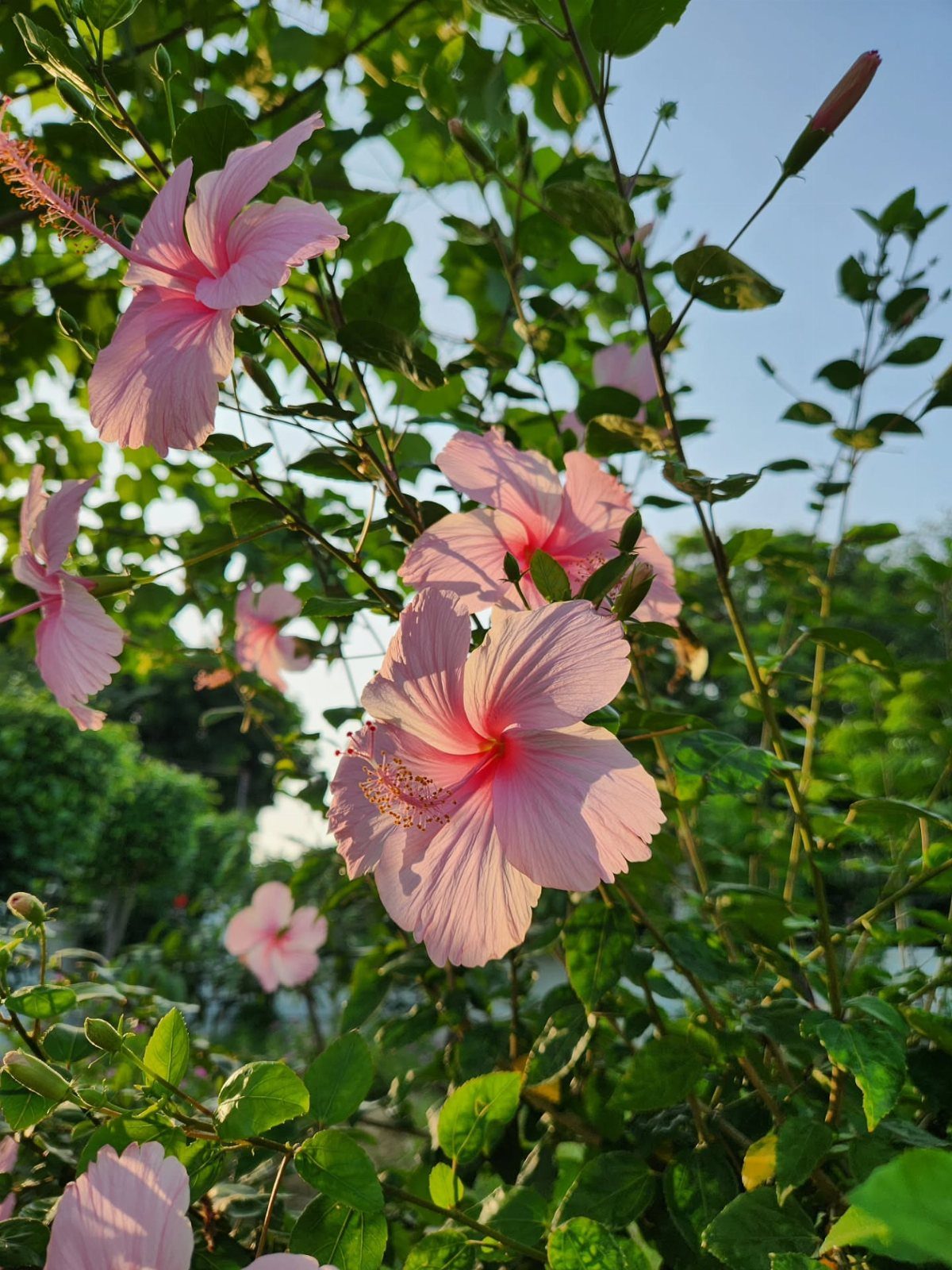 Garden Ideas: 12 Plants and Layouts for 2026 2 Pink hibiscus flowers blooming on a green leafy bush against a bright blue sky.