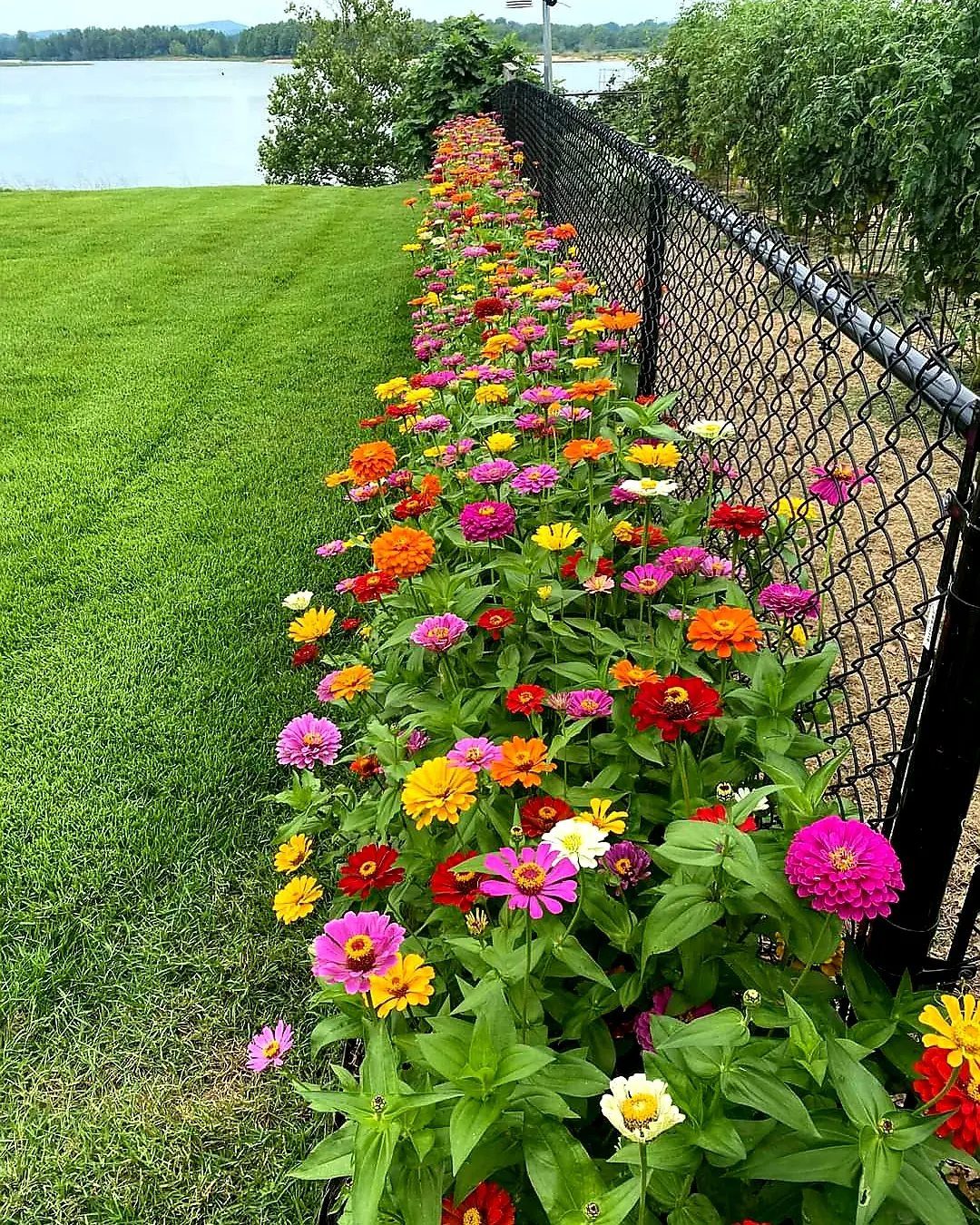 Garden Ideas: 12 Plants and Layouts for 2026 3 Colorful zinnias in pink, orange, and yellow bloom in a long row along a black fence.