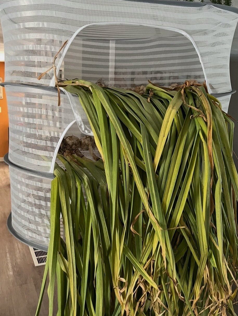 Garlic bundles with long green leaves hanging inside a white mesh drying rack.