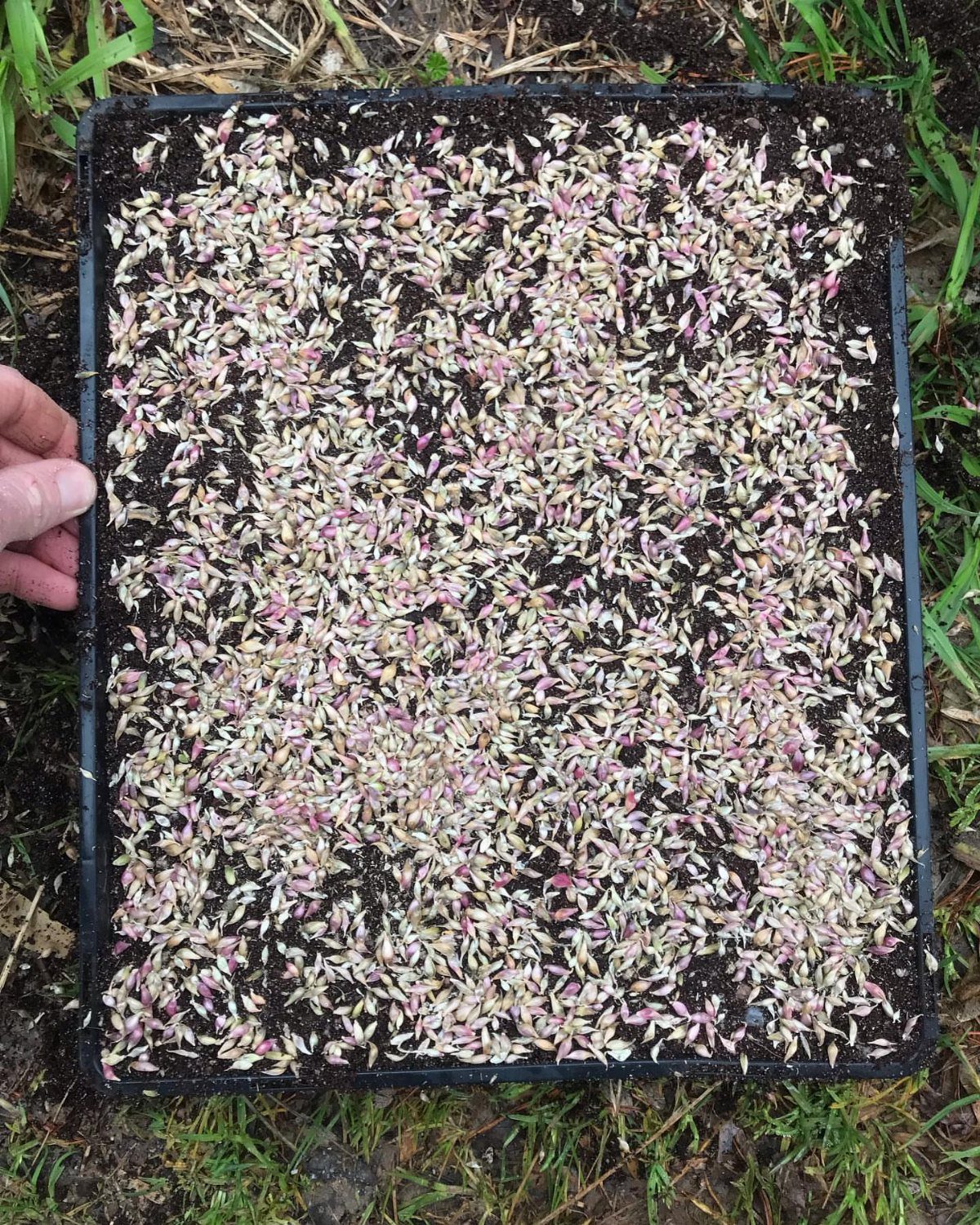 Small garlic bulbils scattered across dark soil in a black seedling tray.
