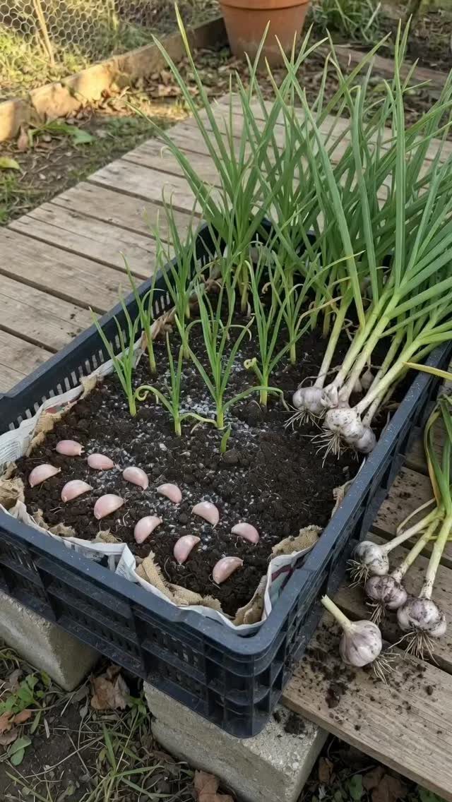 Green garlic plants and unplanted cloves growing in a black plastic container on a wooden pallet.