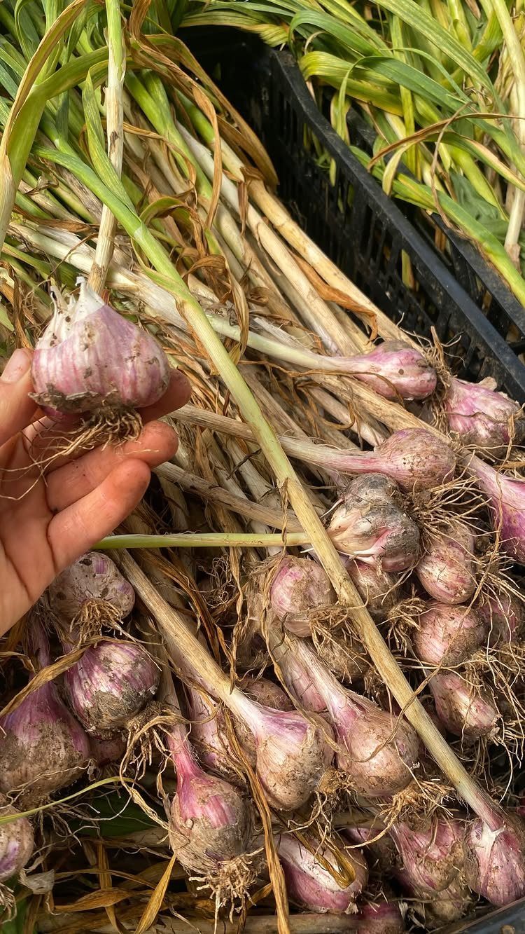 A hand holds a freshly harvested garlic bulb with roots and long stalks in a crate.