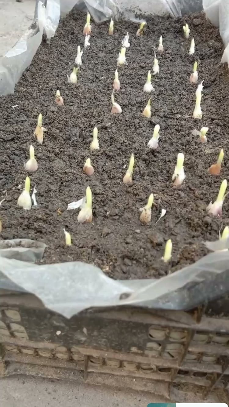 Garlic cloves sprouting from dark soil in a large planting container.