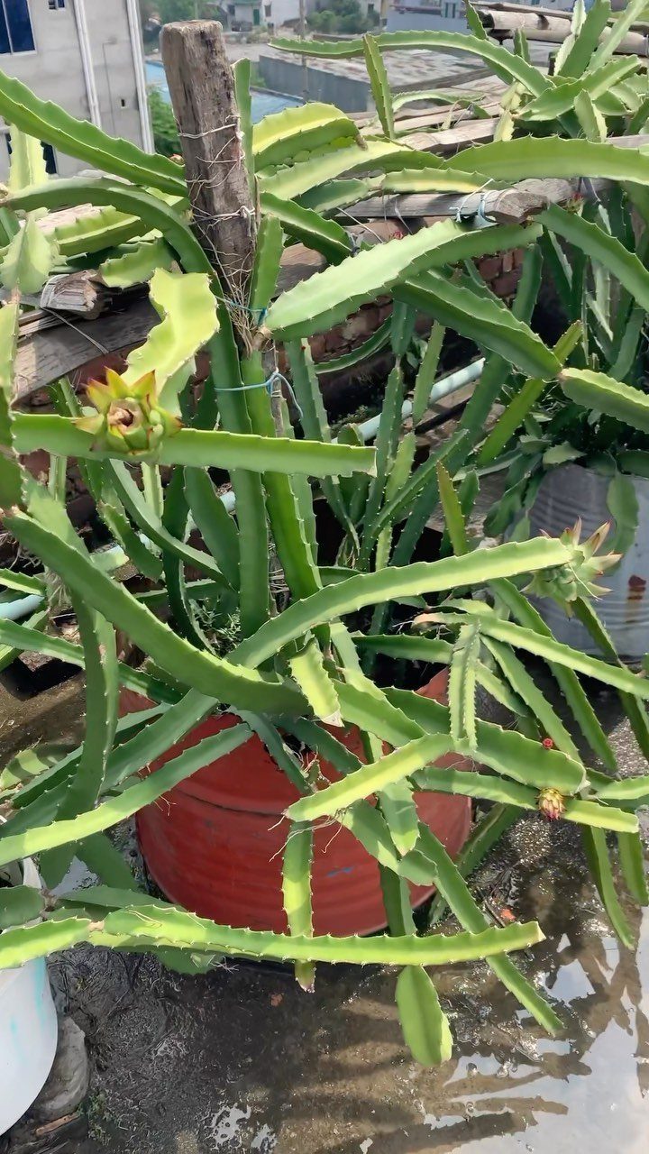 Interesting Garden Ideas: 9 Spaces That Pull You In 6 Dragon fruit cactus plant growing in a large pot on a rooftop setting.