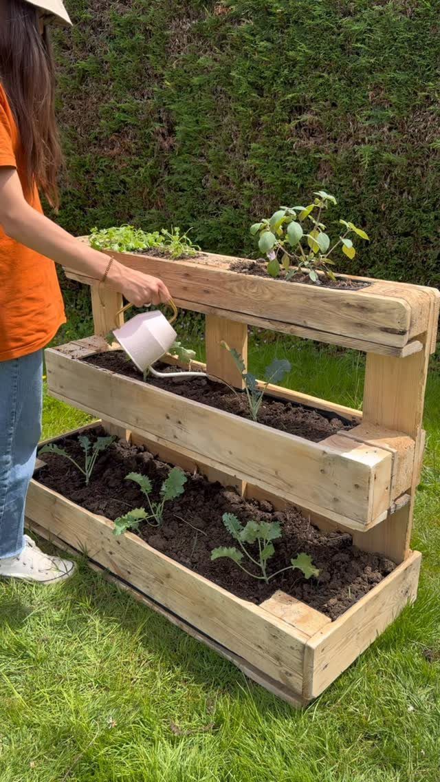 8 Modern Vegetable Garden Design Ideas for Any Yard 2 A person watering small green plants growing in a tiered wooden pallet planter outdoors.