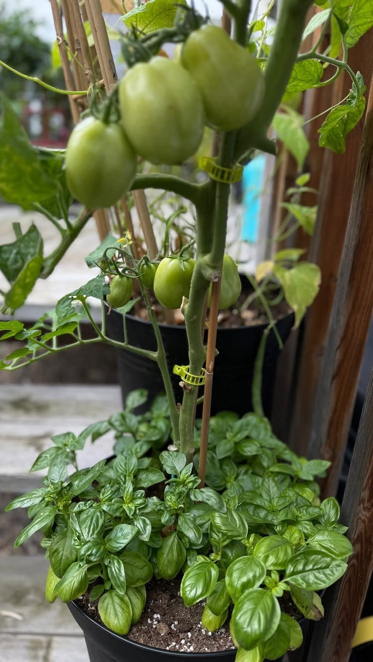 10 Potager Garden Ideas for Every Yard Size and Budget 3 Green tomatoes on a vine growing above a lush green basil plant in black pots.