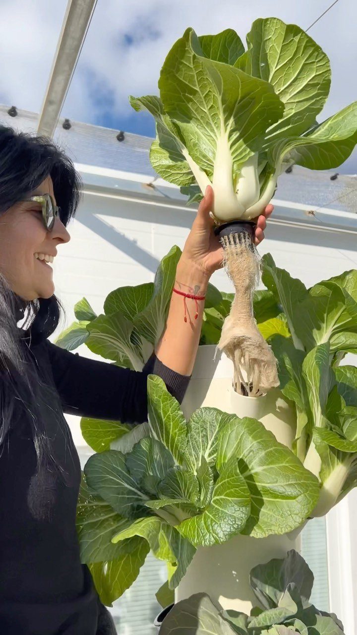 10 Potager Garden Ideas for Every Yard Size and Budget 5 A woman holding a large bok choy plant growing from a white vertical hydroponic tower.