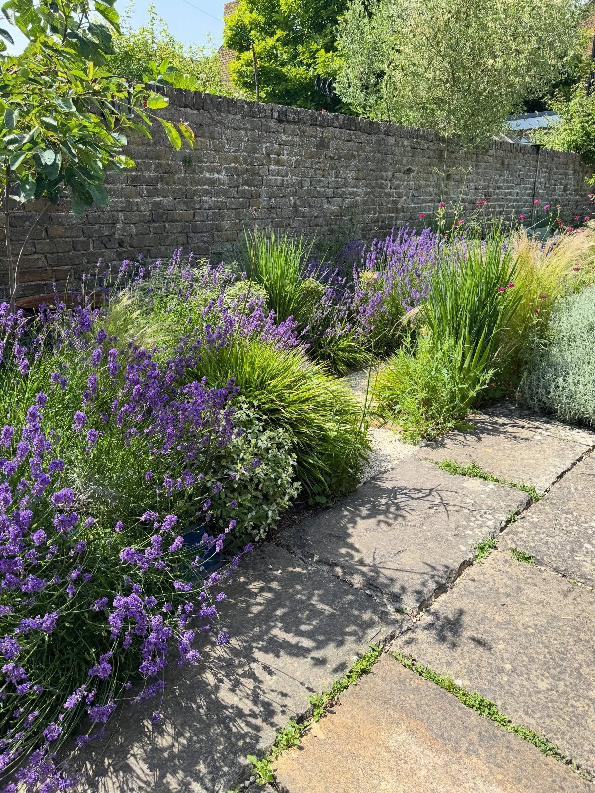 Simple Garden Layout Ideas for 2026: 12 Plans to Try 11 Purple lavender plants growing alongside a stone walkway next to a brick garden wall.
