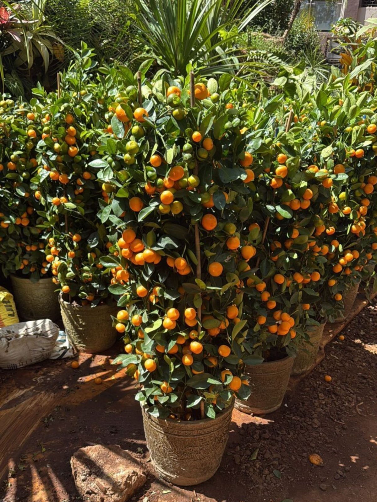 Small citrus trees with bright orange fruit growing in large pots outdoors.