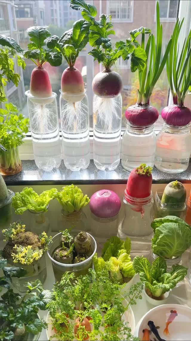 Radishes and green onions growing in water-filled glass jars on a bright windowsill.