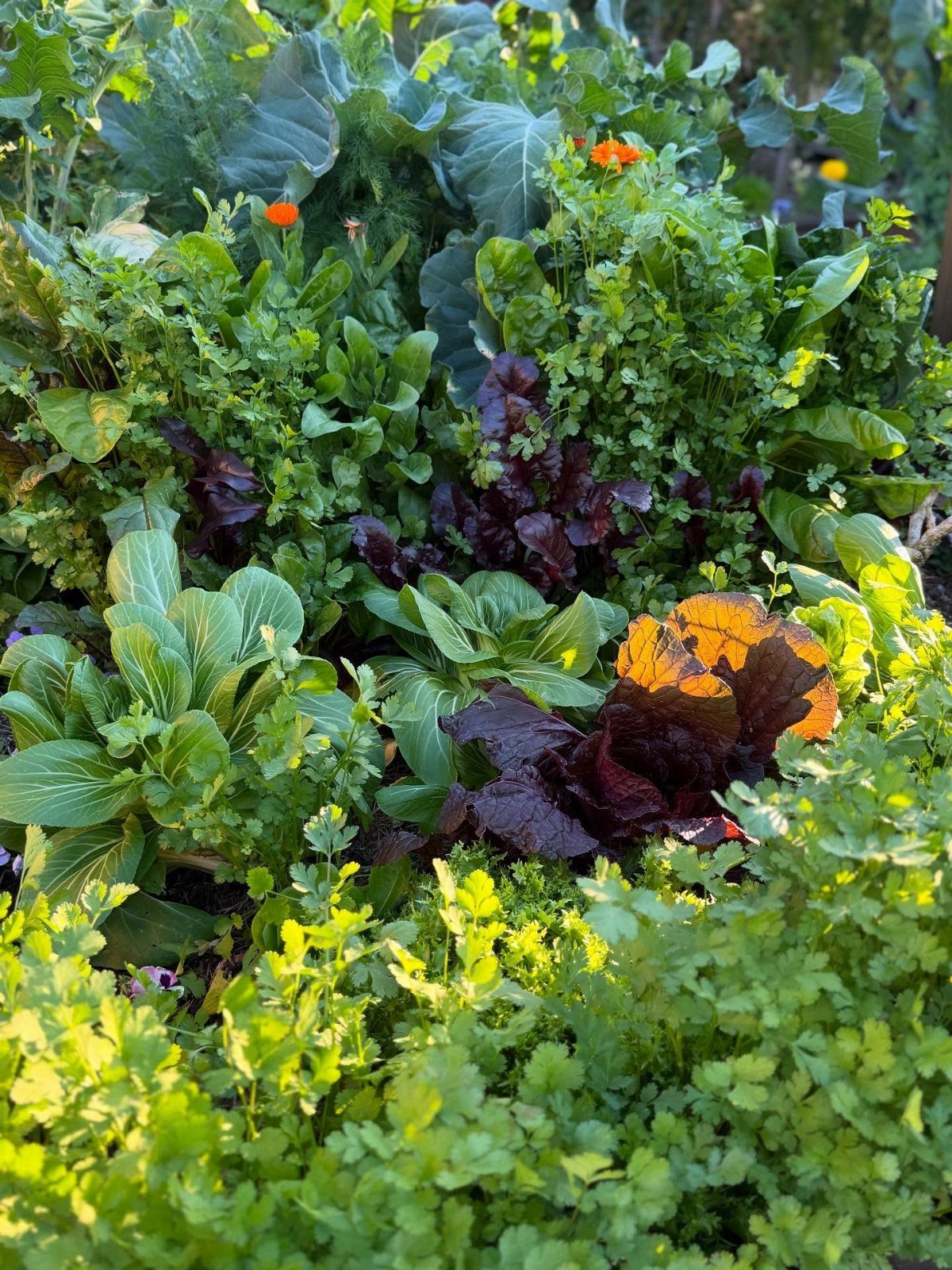 Various leafy green and purple vegetables growing densely in a sunlit garden bed.