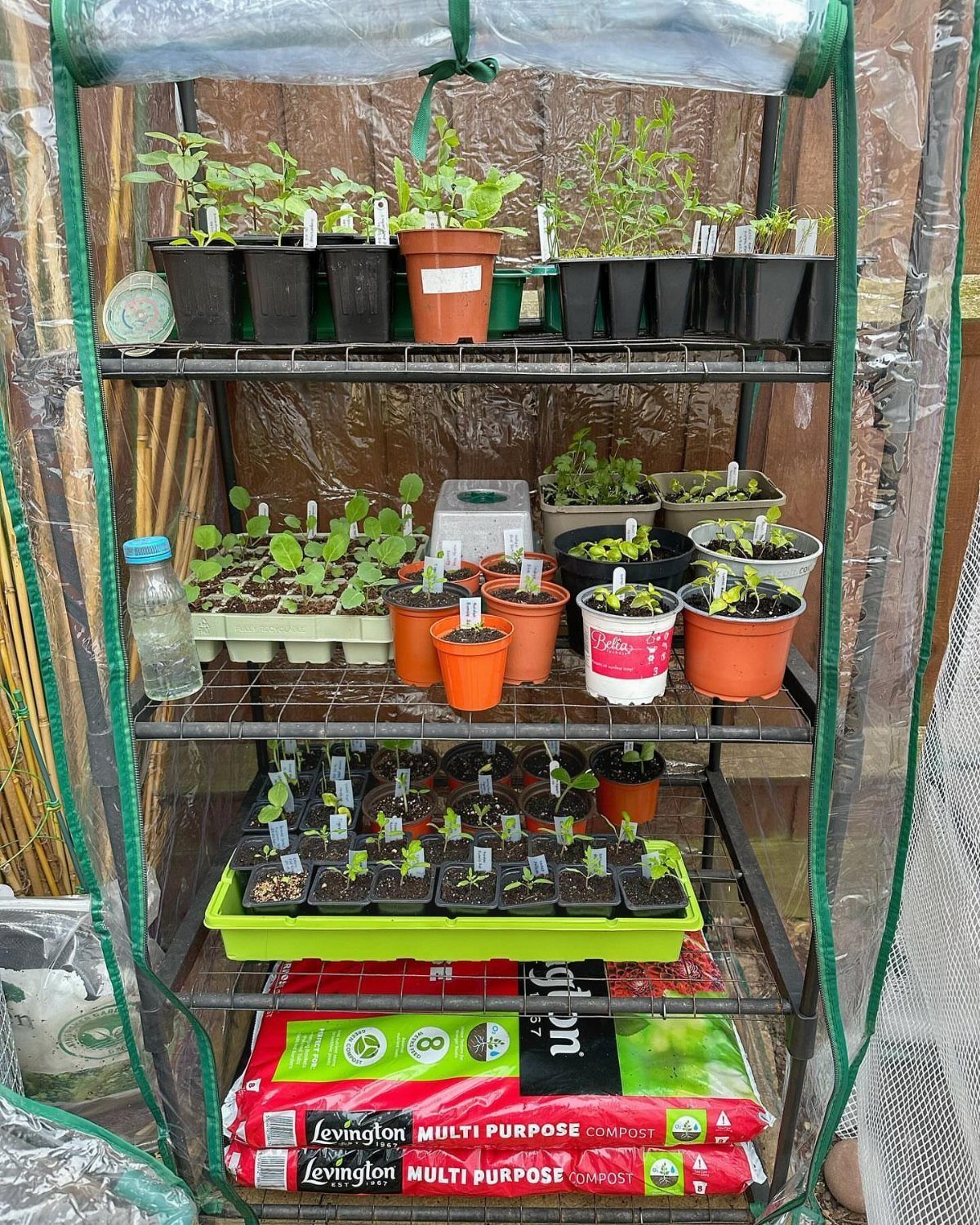 Small green seedlings in various black and terracotta pots arranged on a multi-tiered metal shelf.