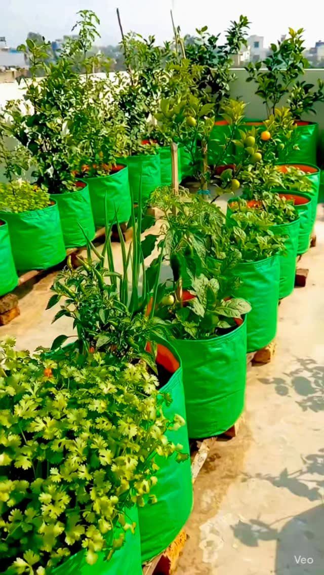 Green fabric grow bags containing various leafy vegetables arranged in rows on a concrete patio.