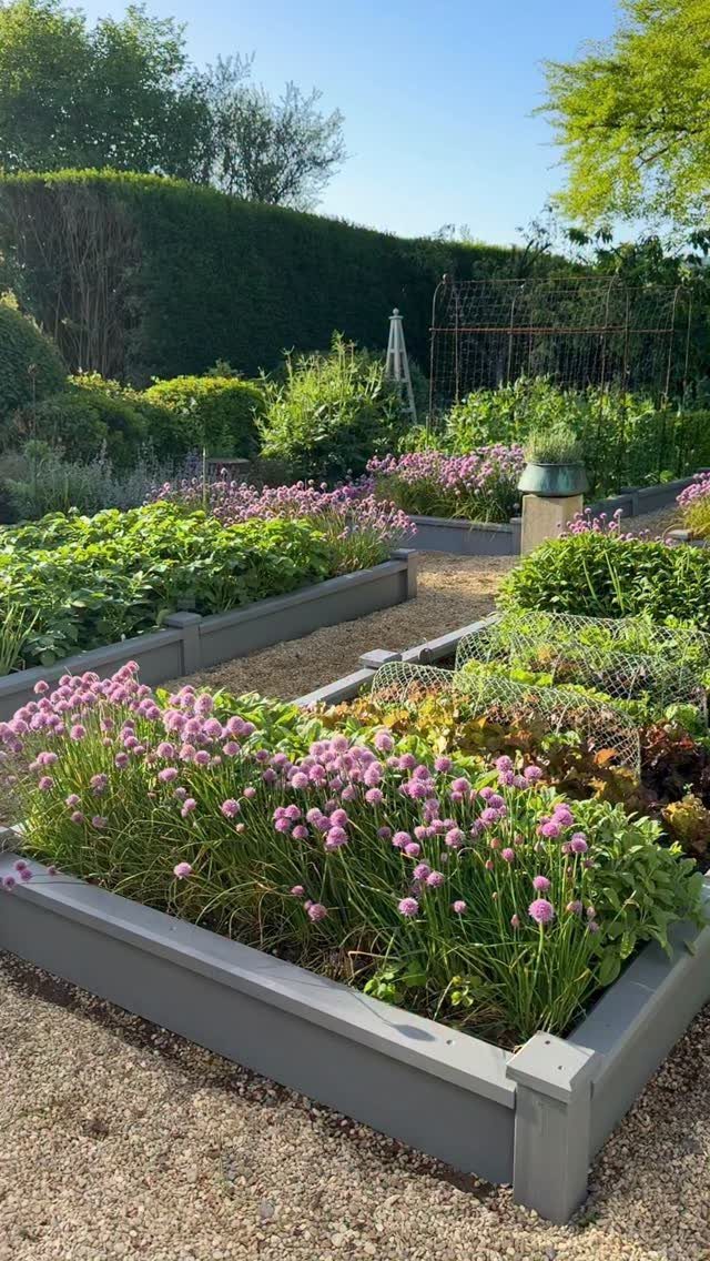 Purple flowering plants growing in grey wooden raised garden beds surrounded by gravel paths.