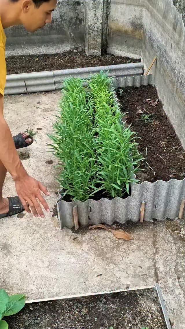 A person tending to green plants growing in a corrugated metal raised garden bed.