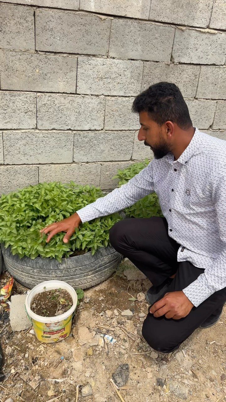 A man crouches beside a large tire planter filled with green leafy plants near a brick wall.