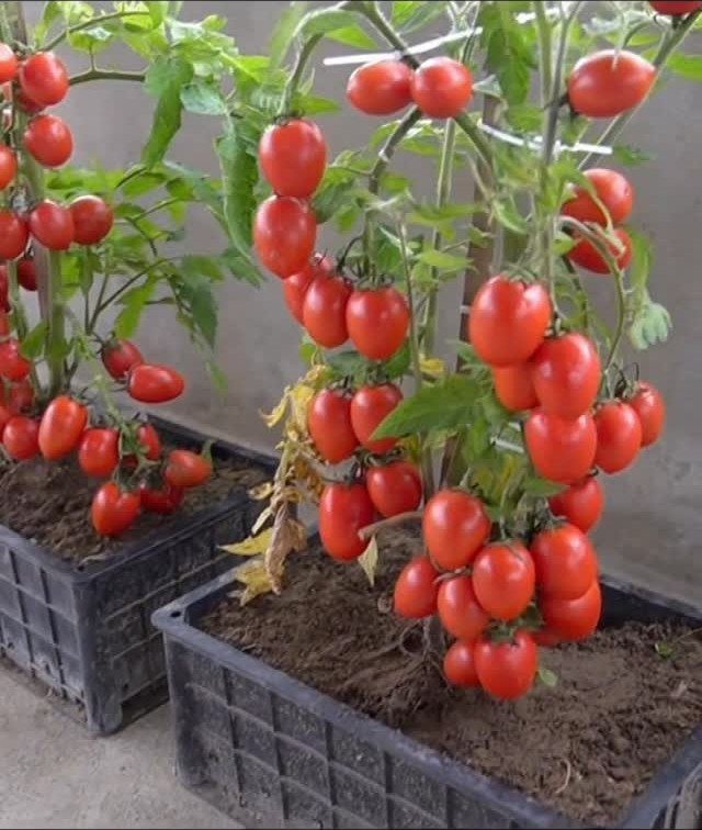 7 Small Yard Garden Ideas for Edibles, Patios and Seating 2 Red tomatoes growing on green vines in black rectangular planters filled with soil.