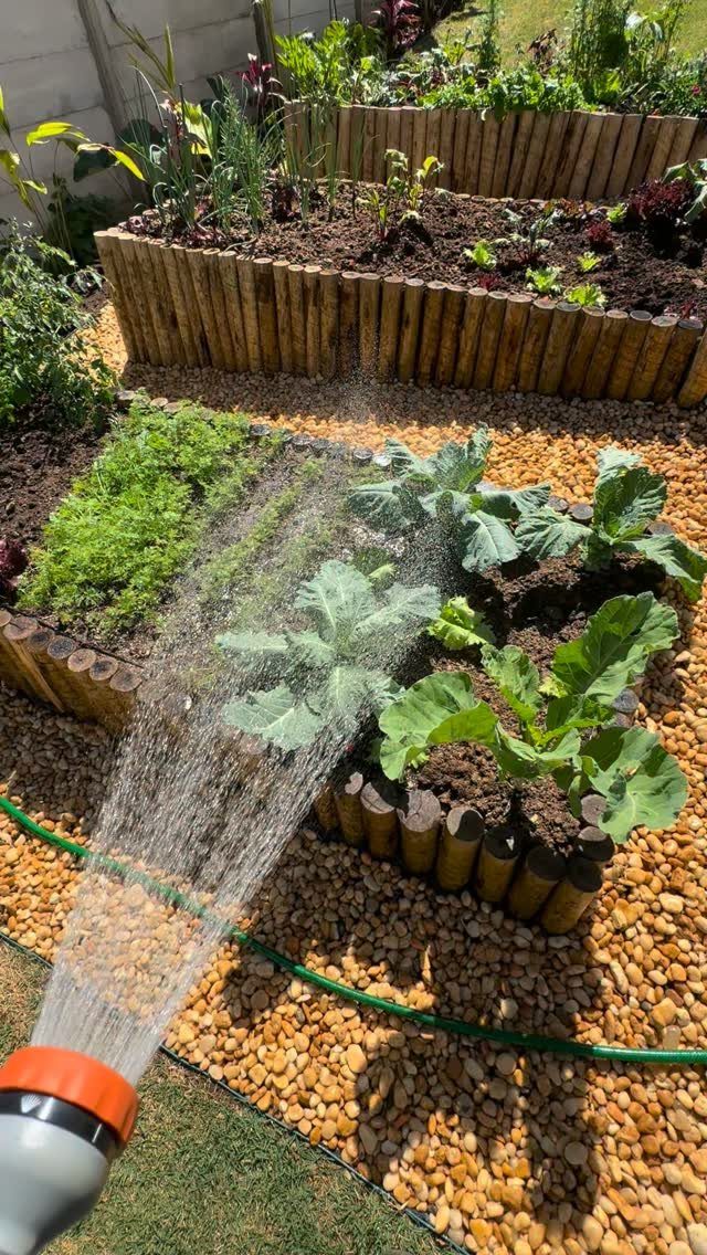 Water from a garden hose sprays onto green vegetables growing in wooden log raised beds.