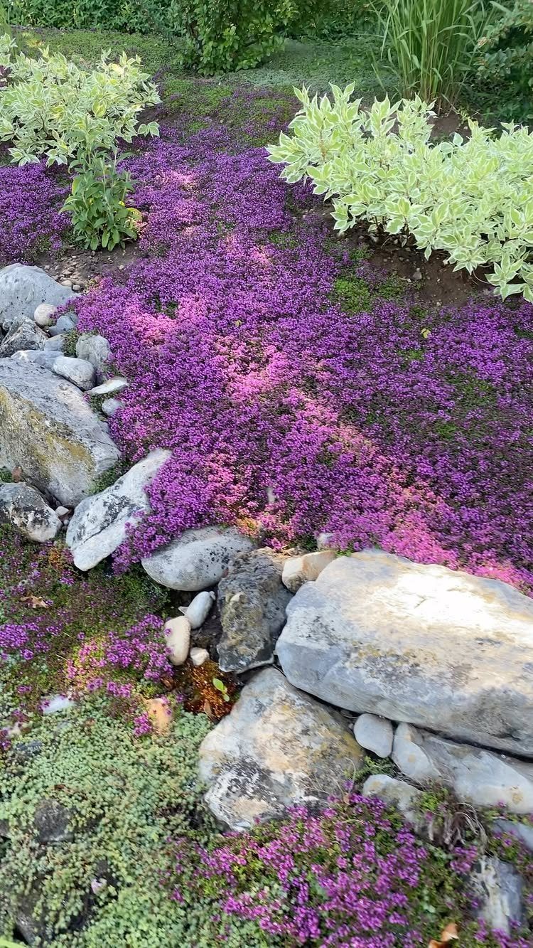 Purple flowering ground cover plants growing between large grey rocks and green shrubs.