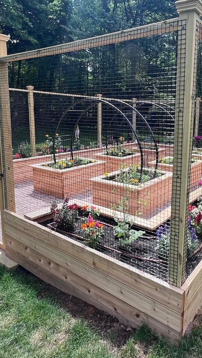 Wooden raised garden beds with plants inside a large wire mesh garden enclosure.