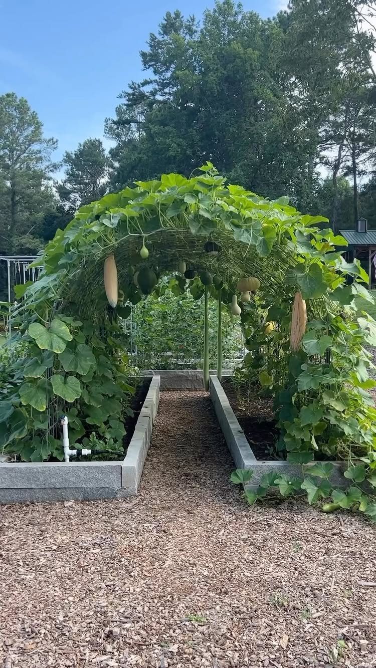 A mulch pathway leads between two raised garden beds under a melon-covered archway.