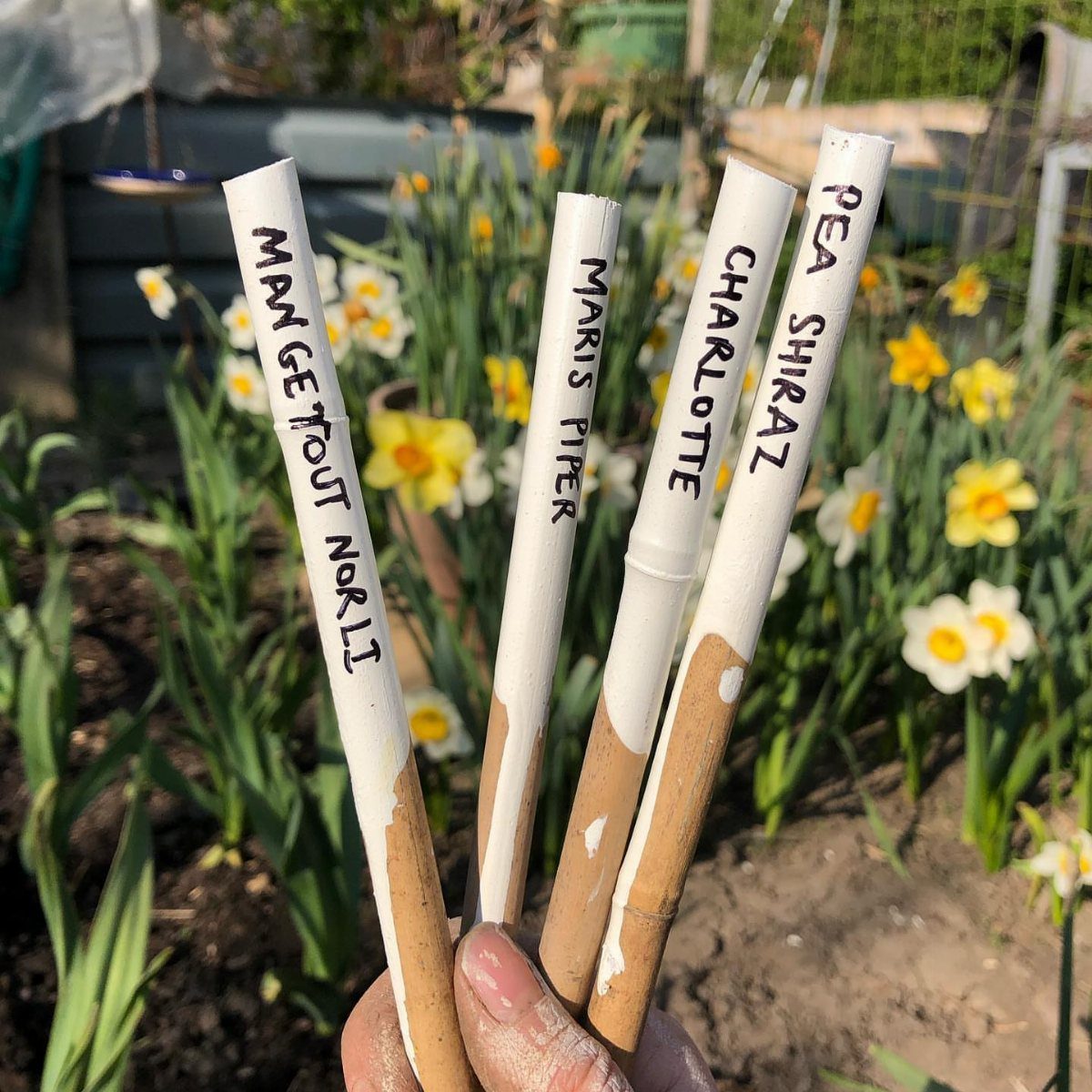 Hand holding four bamboo plant labels with handwritten names in a garden setting.