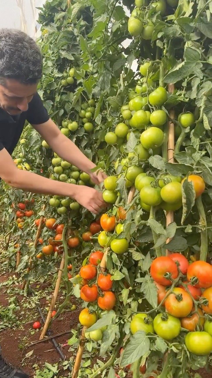 A man harvesting ripe red and green tomatoes from a tall, leafy plant supported by stakes.