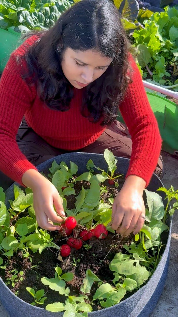 A woman harvesting bright red radishes from a large dark grey garden container.