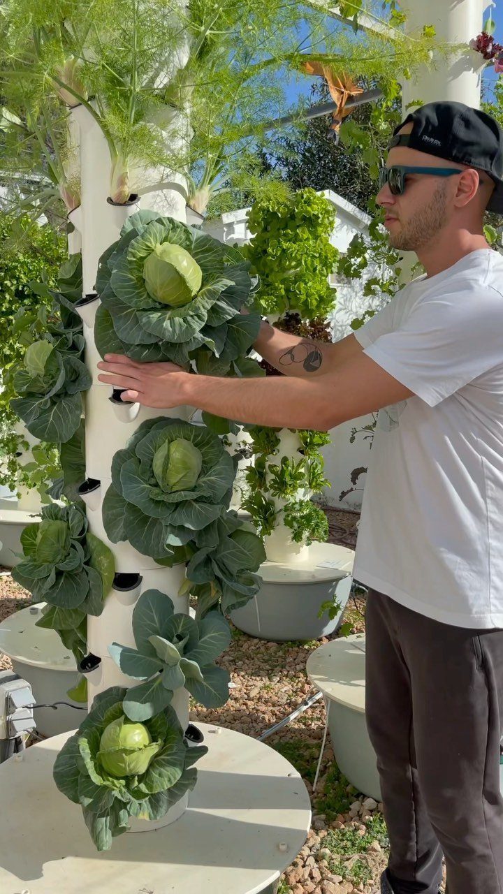 A man tending to green cabbages growing in a white vertical hydroponic tower.