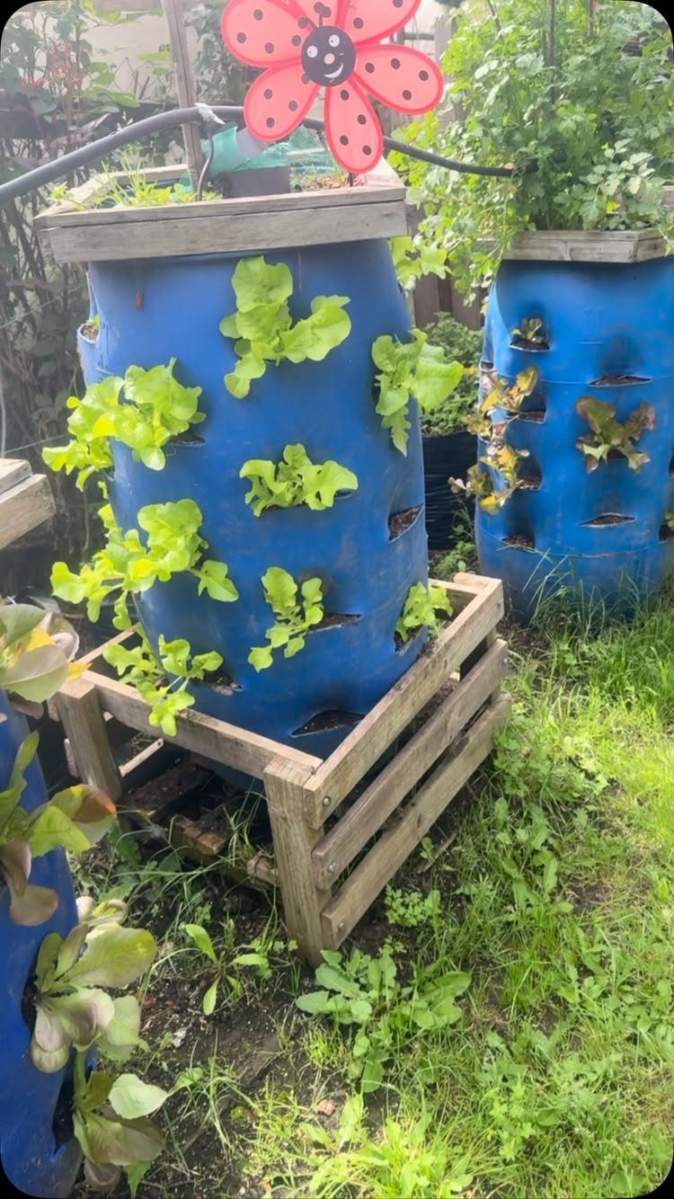 Blue plastic barrels with holes used as vertical planters for growing green leafy lettuce.