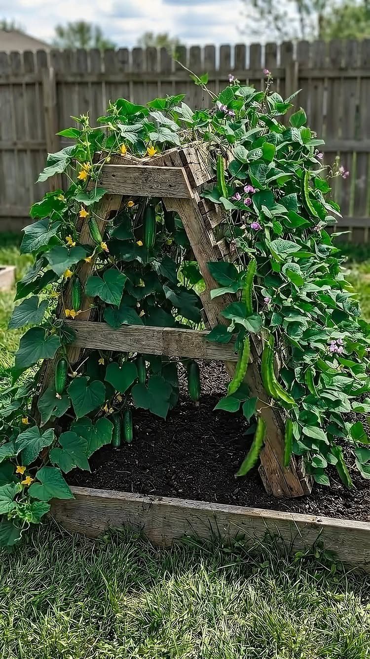 Climbing cucumber plants growing over a wooden A-frame trellis in a garden bed.
